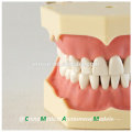 32 pcs Dentes Removíveis de Silicone Gum Ensinar Modelo Dental 13008, Dentes de Substituição Siut para Frasaco Jaw